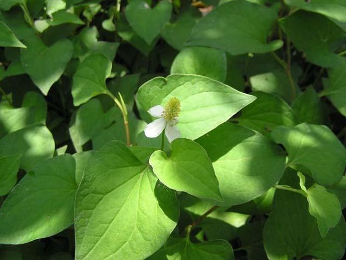 Trị mụn sưng đỏ cấp tốc 5