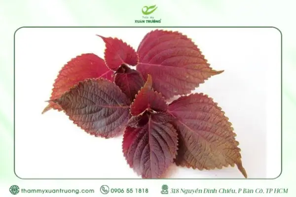 Cách Trị Tàn Nhang Bằng Lá Tía Tô Dễ Áp Dụng Tại Nhà