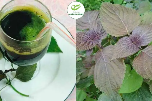 cach tri nam bang la tia to 2 Trà lá tía tô giúp thanh lọc cơ thể, hỗ trợ cải thiện nám da
