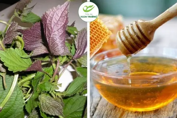 cach tri nam bang la tia to 3 Lá tía tô kết hợp mật ong giúp dưỡng da, hỗ trợ mờ nám