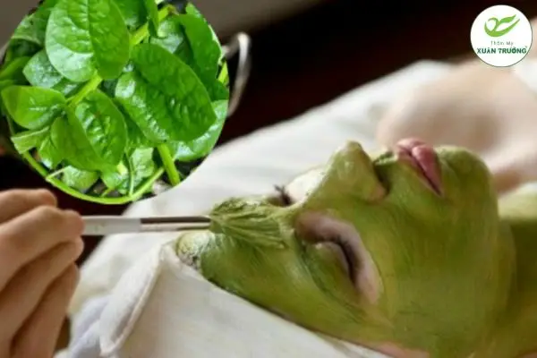 Lá mồng tơi hỗ trợ làm sáng và đều màu da